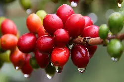 中国咖啡发展中国咖啡产地云南加快咖啡产业发展云南省咖啡种植