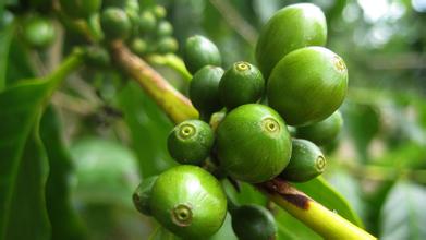 云南小粒种老品种云南咖啡引种历史云南咖啡网云南咖啡的品种