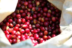 美洲巴西生豆进口精品当季新鲜咖啡生豆半日晒波旁种南米娜斯产区