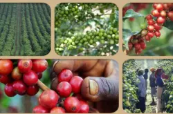 埃塞俄比亚咖啡概况咖啡的种植咖啡出走ET咖啡的处理阿拉比卡的故