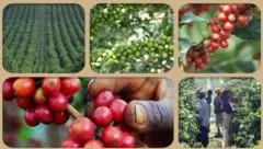 埃塞俄比亚咖啡康格合作社埃塞俄比亚耶佳雪菲康格合作社