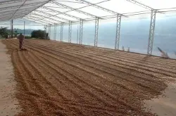 喜马拉雅庄园半日晒红波旁精品咖啡萨尔瓦多红波旁铁毕卡咖啡品种