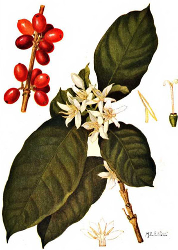 咖啡树的种植条件咖啡树种植需要什么条件？咖啡为茜草科多年生常