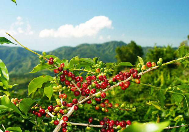 宏都拉斯知名代表性咖啡宏都拉斯巴拿馬知名代表性咖啡巴拿馬
