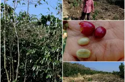 蔓越莓多少钱一斤？肯尼亚Nyeri产区家图吉处理厂水洗AA级蔓越莓