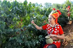 中国云南咖啡的注意产地介绍 云南三大咖啡产区保山思茅普洱的特点