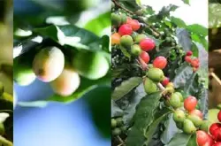 肯尼亚咖啡生豆KenyaAA级AA＋＋、AA＋、AA、AB家图吉Gatugi处理