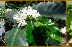 非洲咖啡精品庄园南非该国的咖啡树源于肯尼亚果实像中美洲的咖啡