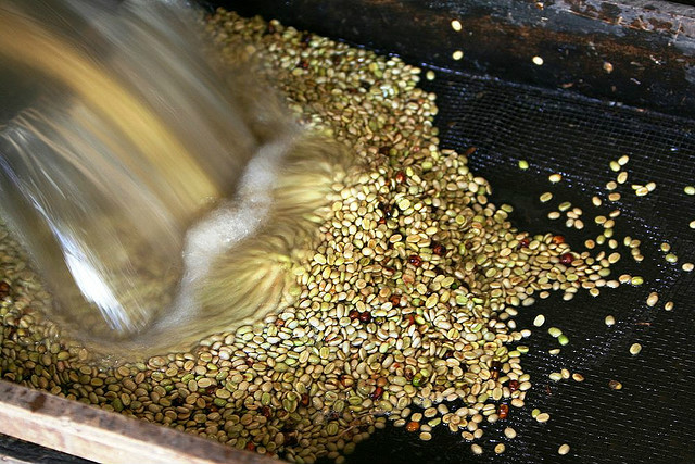什么是水洗处理法水洗处理法是怎么的处理法咖啡豆的初加工之取豆