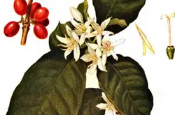 习近平在哥斯达黎加农户家中品尝咖啡SHB级豆火凤凰红蜜处理