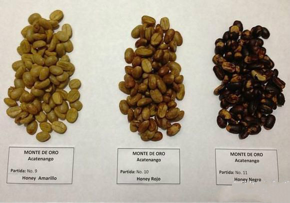 蜜处理法咖啡生豆蜜处理中的黄蜜、红蜜和黑蜜在风味上有什么区别