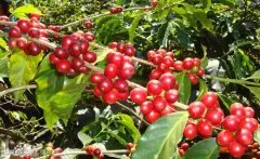 危地马拉薇薇特南果产区咖啡豆精品咖啡