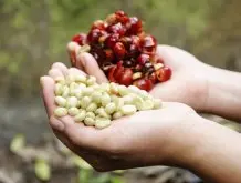 肯尼亚咖啡有多层次感的口味和果汁的酸珍珠圓豆