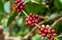 口味温和的萨尔瓦多咖啡风味特色是均衡度极好，是中美洲的特产