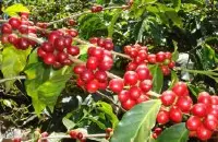 巴布新几内亚咖啡天堂鸟 咖啡有机咖啡