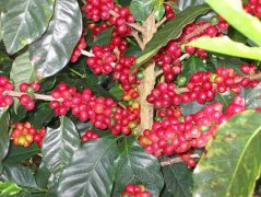 苏门答腊咖啡豆的分级印度尼西亚 产区金塔玛妮（Kintamani）火山