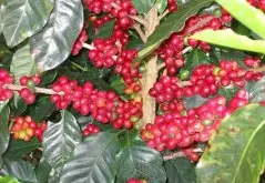 苏门答腊咖啡豆的分级印度尼西亚 产区金塔玛妮（Kintamani）火山