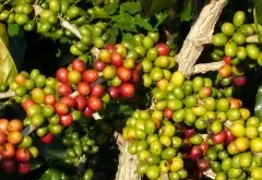 巴拿马·翡翠庄园瑰夏咖啡豆举世闻名,甚至变成巴拿马精品咖啡庄