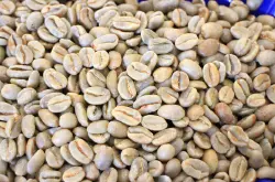 哥斯大黎加火凤凰庄园红蜜处理SHB级18目精选进口未烘焙咖啡生豆