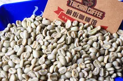 哥斯达黎加咖啡生豆精品庄园级咖啡绿豆批发新鲜生豆未烘焙豆价格