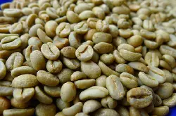 生豆批发价格哥伦比亚慧兰产区2口新豆薇拉高原黄波旁种优质咖啡