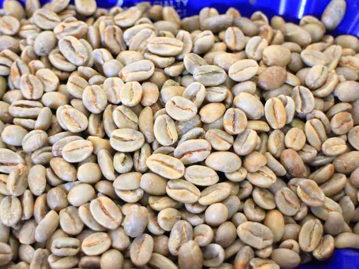 巴拿马波奎特boquete产区咖啡生豆凯萨路易斯庄园水洗处理咖啡豆