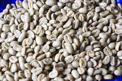 如何手选咖啡生豆？正确挑选咖啡生豆？卢旺达咖啡穆修伊水洗生豆