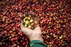 中国咖啡网 咖啡种子 曼特宁咖啡的处理方式 产区咖啡