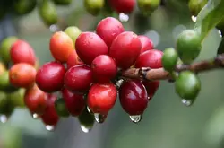 咖啡豆种子价格多少咖啡豆种植咖啡豆价格种子咖啡生豆日晒耶加雪