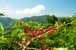 咖啡豆在哪买咖啡豆多少钱一斤巴拿马波奎特boquete产区凯萨路易
