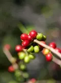咖啡豆的采摘 咖啡豆种植 进口咖啡 产区咖啡豆