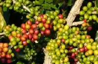 卢旺达的咖啡产地 中国咖啡网 好喝的单品咖啡 果酸咖啡 黑人咖啡