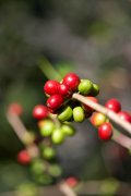 肯尼亚咖啡 莓果 蔓越莓咖啡 奶泡 咖啡刻度选择 新鲜烘焙