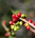 肯尼亚咖啡 莓果 蔓越莓咖啡 奶泡 咖啡刻度选择 新鲜烘焙