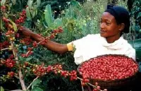 肯尼亚Nyeri产区家图吉Gatugi处理厂水洗AA级 蔓越莓 坚果咖啡风
