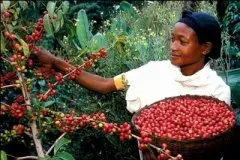 肯尼亚Nyeri产区家图吉Gatugi处理厂水洗AA级 蔓越莓 坚果咖啡风