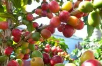 拿铁拉花 咖啡产地 风味介绍巴布亚新几内亚PNG奇迈尔庄园A级水洗