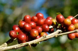 为什么选择庄园咖啡豆？走访巴拿马产区及庄园卡门庄园卡杜艾半水