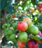 摩卡咖啡 咖啡豆价格埃塞俄比亚90+levelupDerar Ela德瑞艾拉/花