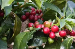 衣索比亚耶加雪菲艾瑞加日晒aricha咖啡豆有几种如何把咖啡豆做成