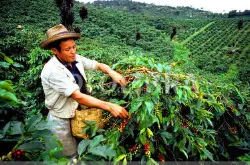 哥斯达黎加西部谷地舒玛瓦庄园日晒处理薇拉莎咖啡豆做成咖啡咖啡