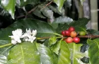 咖啡豆种植环境 精品咖啡 夏威夷可娜 哥伦比亚咖啡豆