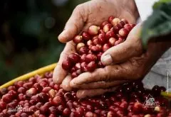 咖啡豆品种等级 哥伦比亚风味