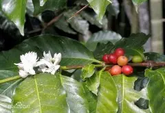 咖啡品种 基因突变种  阿拉比卡咖啡豆铁皮卡