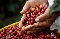 咖啡种类与特点耶加雪菲咖啡豆生豆(埃塞俄比亚耶加雪菲咖啡)耶加
