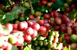 铁皮卡还是波旁？铁皮卡咖啡豆铁皮卡咖啡豆价格埃塞俄比亚西达摩