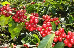 是罗布斯塔种还是阿拉比卡种啊?咖啡豆品种巴拿马波魁特瑰夏含量3