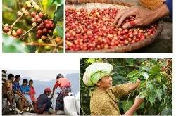 哥伦比亚特级圣瑞塔咖啡豆是罗布斯塔种还是阿拉比卡种啊?咖啡豆