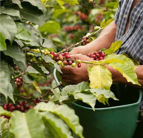 印度尼西亚巴厘岛卡拉娜金塔怎样能买到好的咖啡豆网上购买咖啡豆
