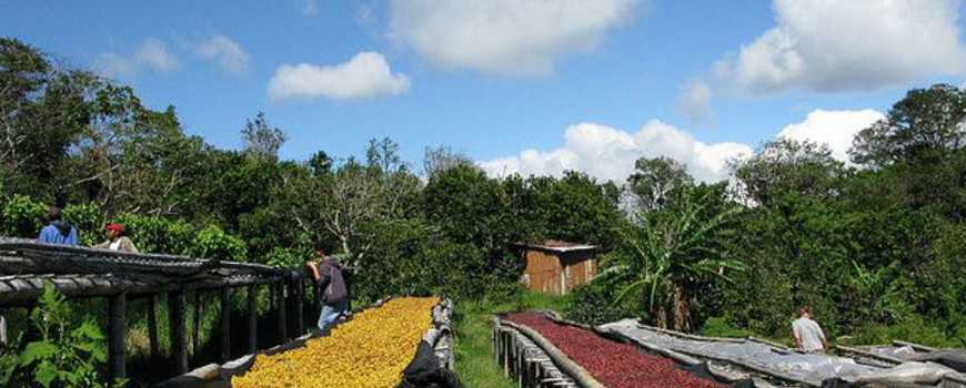 印尼苏门答腊岛亚齐Ache省怎样能买到好的咖啡豆网上购买咖啡豆需